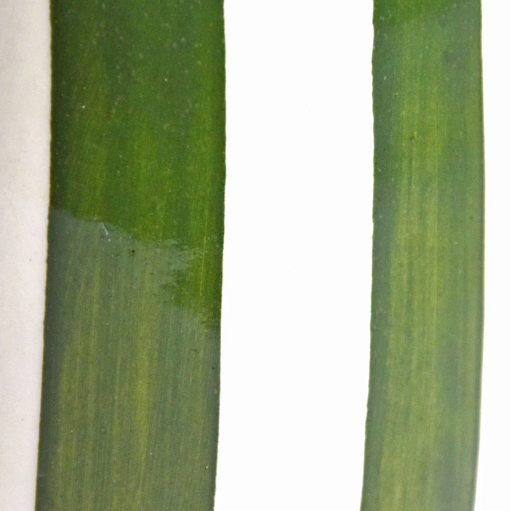 Pichet | Vert Linhas - Image 6